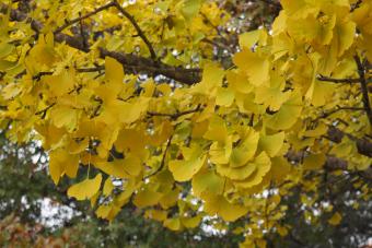 Image of autumnal leaves